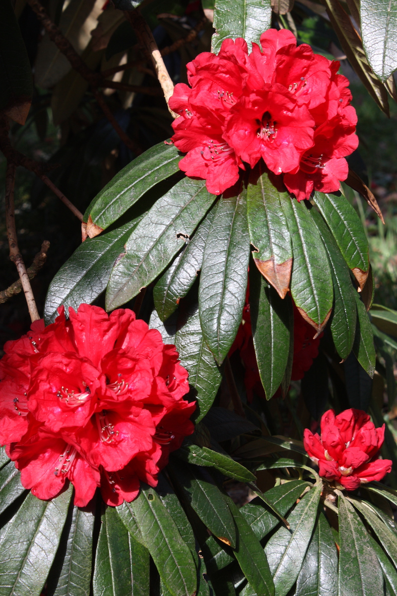 R. arboreum ssp. delavayi